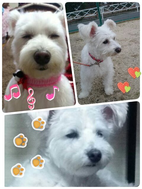 トイプーとウェスティのmix犬と毎日楽しく暮らしています(^-^)猫も好き♪