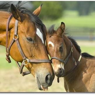 WooburnBedding's profile picture. With over 20 years' experience in the equestrian bedding industry we insist upon only the finest quality shavings selected from quality mills.