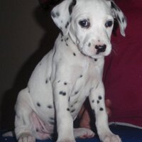 Fidohereboy (@borisi) 's Twitter Profile