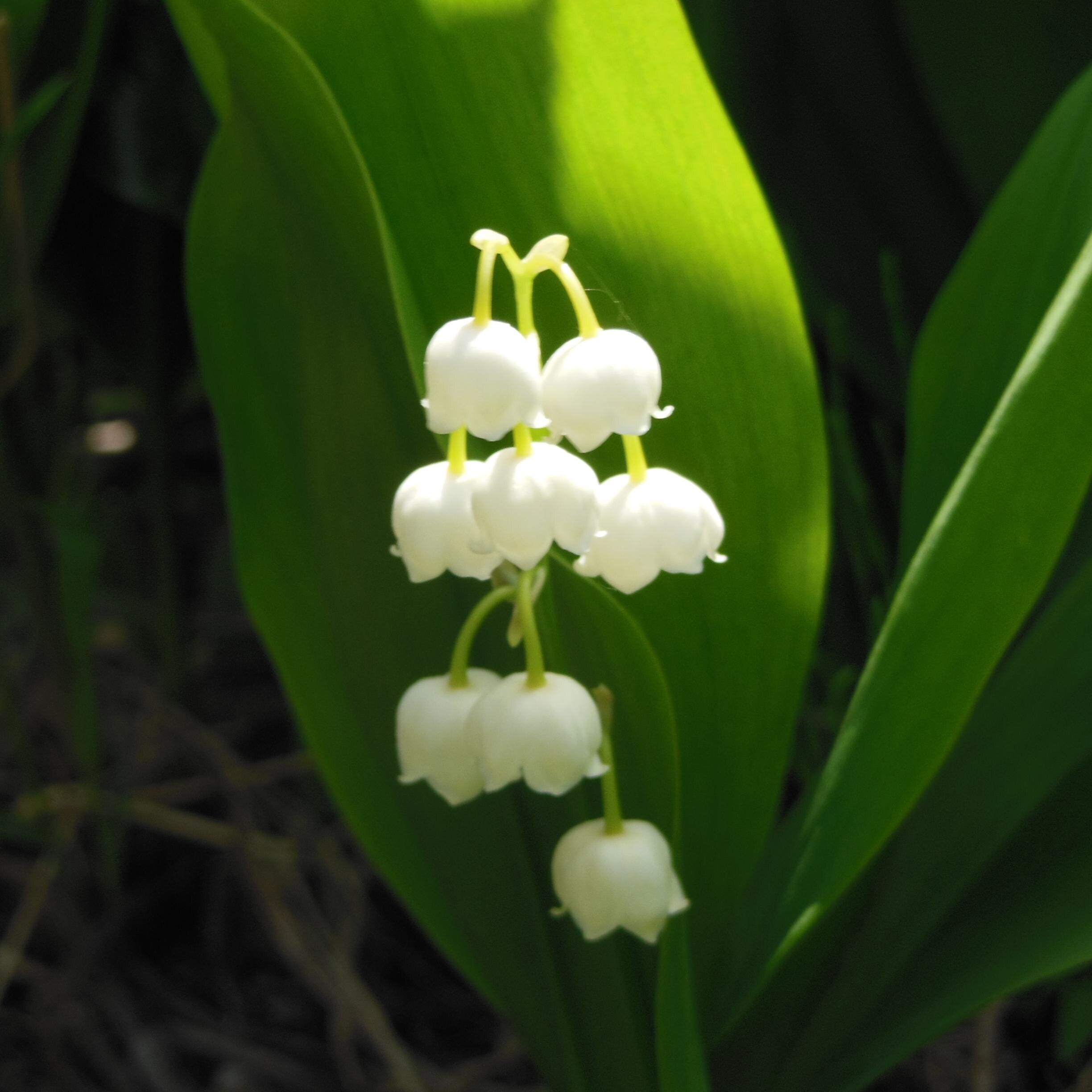 onrainaki's profile picture. 自然と楽しもう！