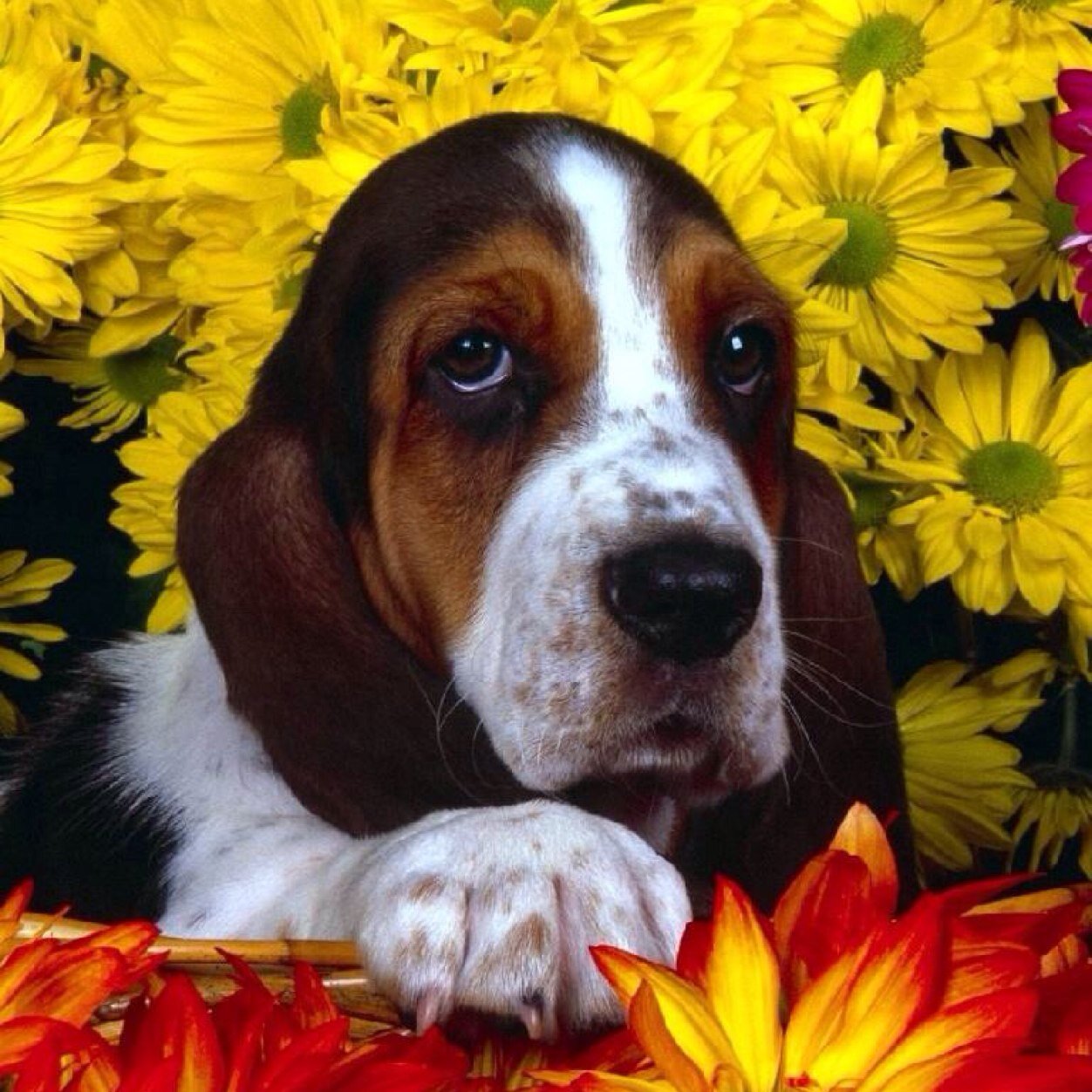 BazilScholes's profile picture. 