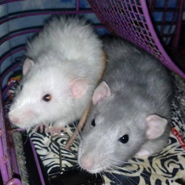 I love ratz!