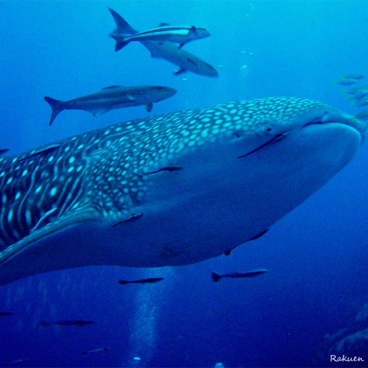 mement_mori39's profile picture. 