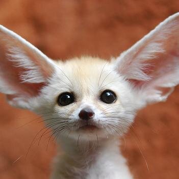 mouradk_'s profile picture. To tweet or not to tweet