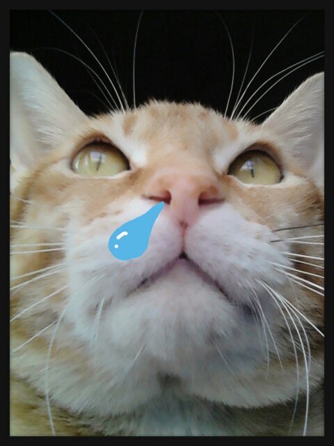 ねこんどーむさんのプロフィール画像