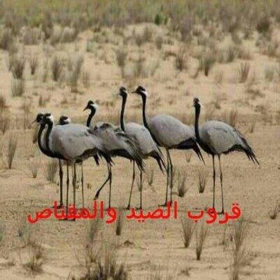 مهتم بالصيد واهل المقناص ومتابعة الاحوال الجويه والطقس