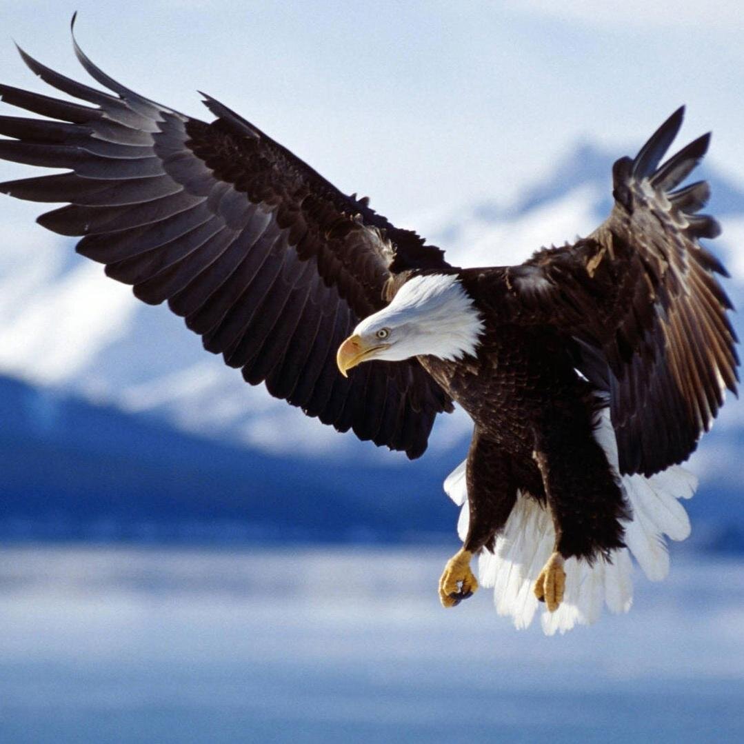 uaeguide7's profile picture. Buy all #VIDEOGAMES & #CONSOLES at best prices in UAE. Cheapest Prices, Fastest Delivery
Buy PS4, PS3, Xbox ONE, Xbox 360, Wii U, PC Video Games & Consoles