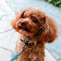 コス館＆大華装祭公式アカウント (@ozcos_jp) Twitter profile photo