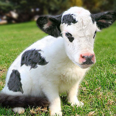 Ushi_Neko's profile picture. 