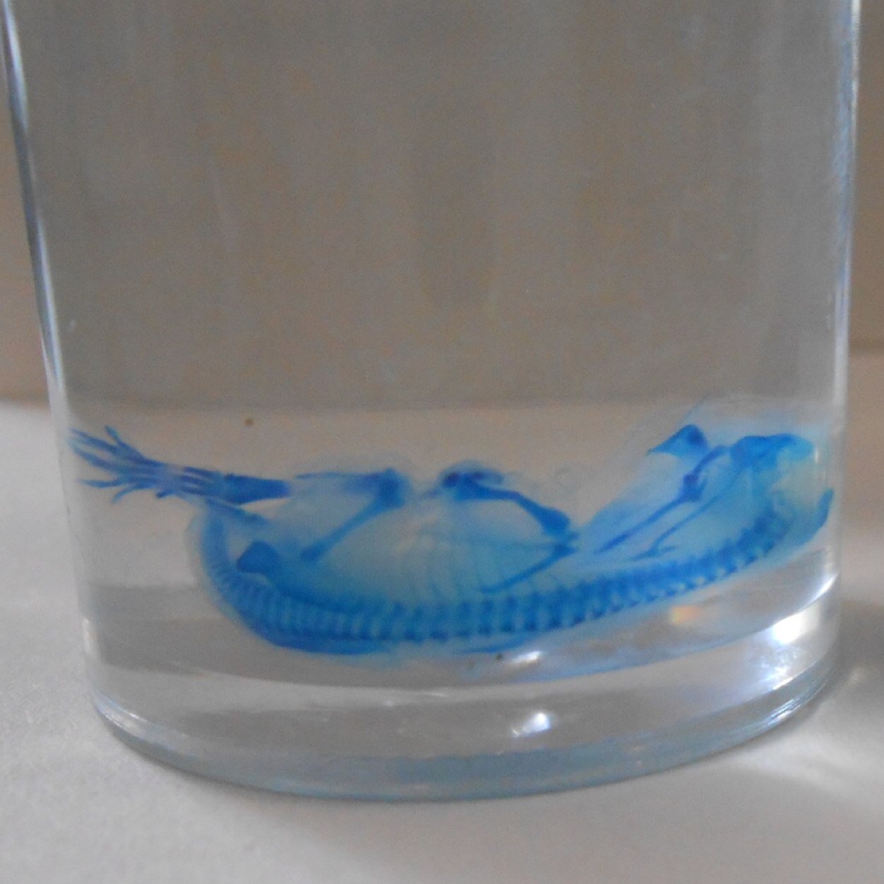 都立成瀬高生物部→横浜薬科→薬剤師→兼院進D2（薬学）高校時代のテーマは透明骨格標本と水圏生物、ビオトープ。院生テーマは漢方、生薬と臨床