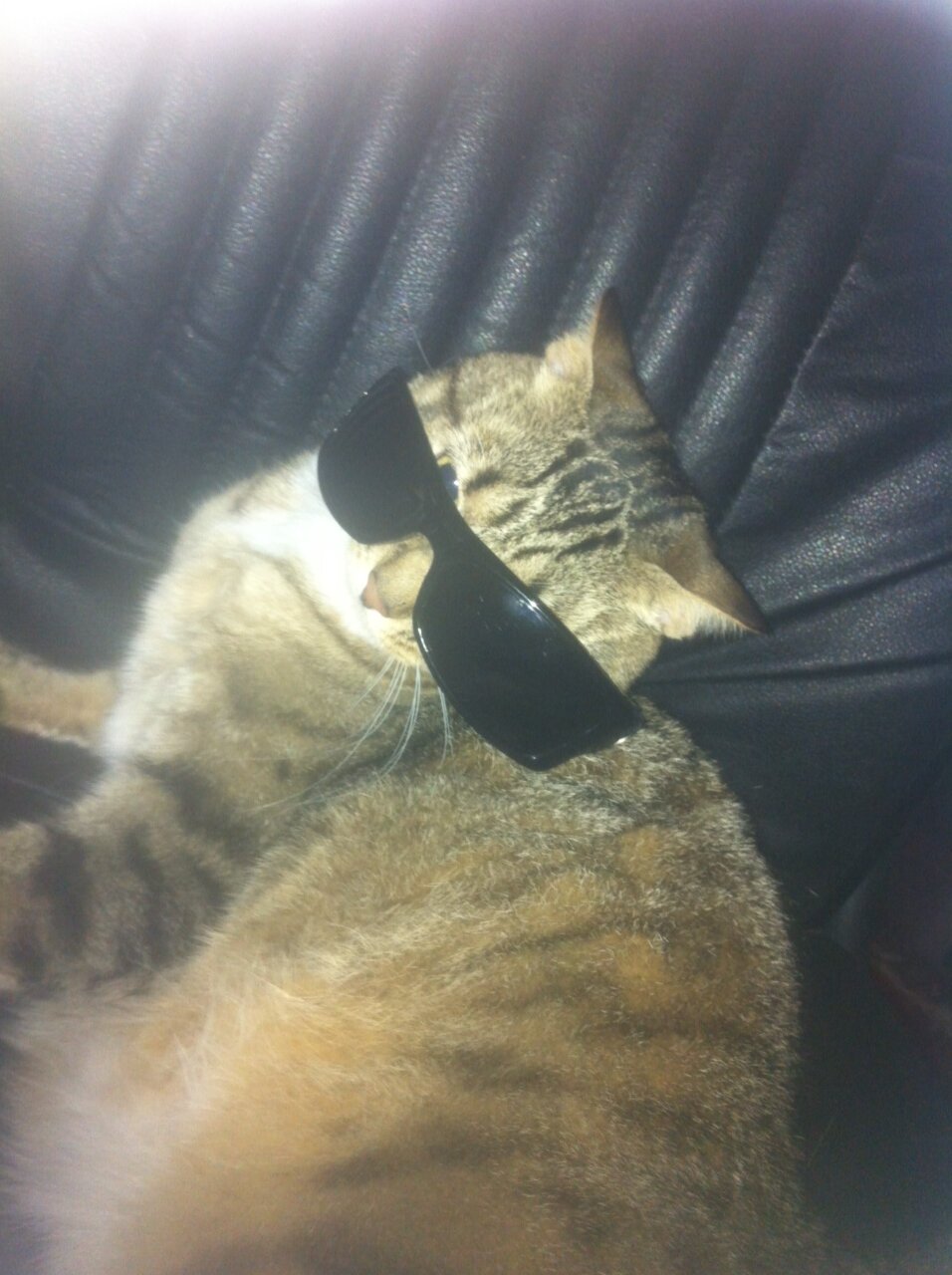 Chinchillin'