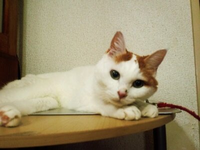 公園の☆三毛猫☆さんのプロフィール画像