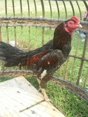 budimuhdiar's profile picture. 