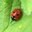 TurveyAllotment's profile image