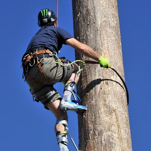 The UK's largest forestry, woodland, arboricultural, tree surgery, fencing, trees and timber show