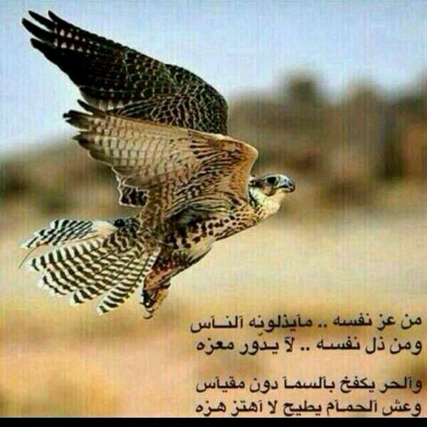 sami_alsaidan's profile picture. 