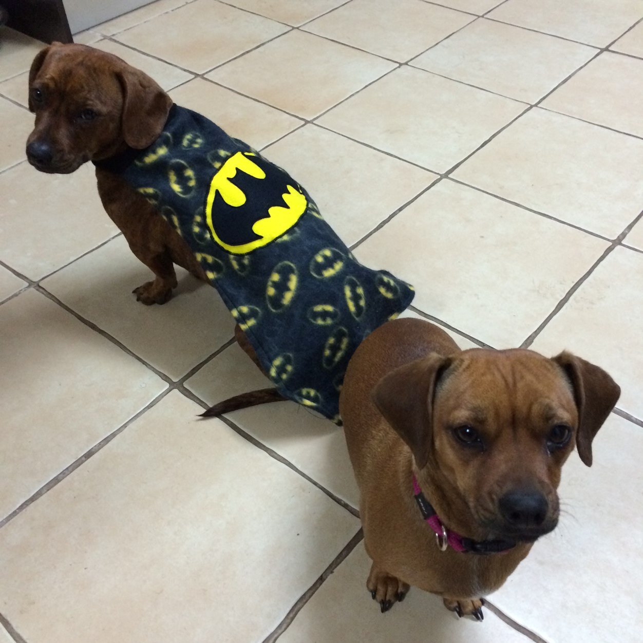 Dachshund cross staffies cross a whole lot of awesome. Basil likes to lick and Pickle likes to hide. We both hate cats. Dogs rule.