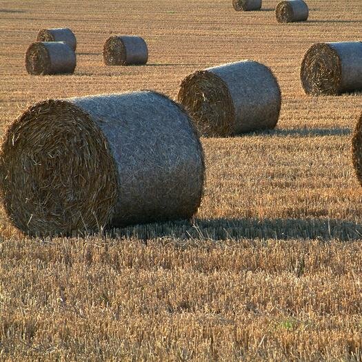 I specialize in finding trucks to ship and move primarily agricultural products with an emphasis on hay. I'm also not ashamed to state my political opinions!