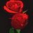 qromesol's profile image