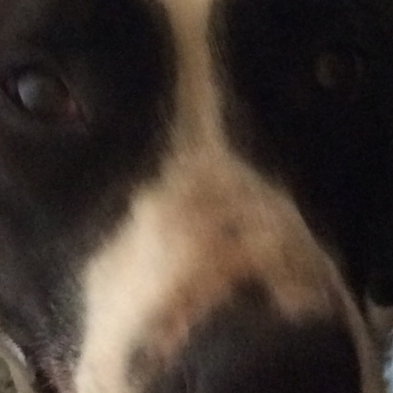 fanoffrancis Profile Picture