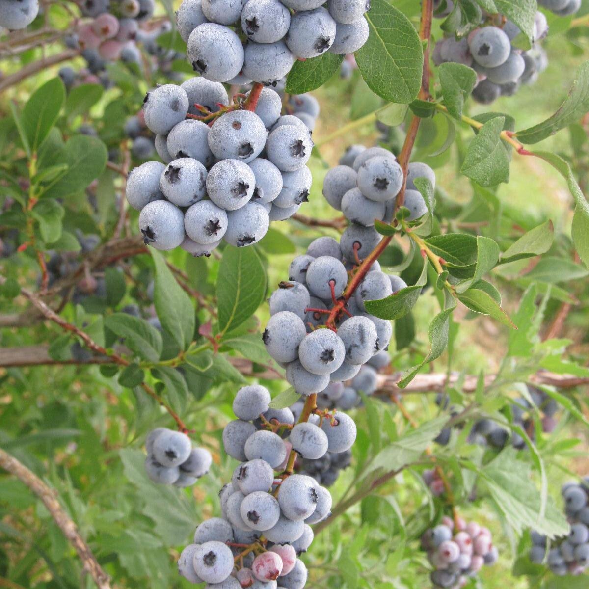 Berrylicious Fruit