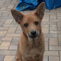 Susan Balla (@suebee135) 's Twitter Profile Photo