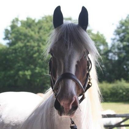 Honest and true to myself and to others!! Love horses, love fashion, love FUN!! Small but powerful!!! :)