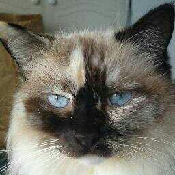 She-cat, swift and happy. Taken by @Brave_of_HC