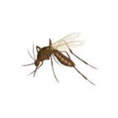 Helping people with mosquito problems since 2004. Sharing the latest news, articles and product reviews at http://t.co/d8zV2CqVDa.