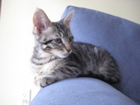 I'm a small tabby, living in an apt in the city. Eat, sleep, chase string, rinse, repeat.