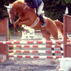 Maidstone Stables a Hunter-Jumper Show, Training, and Sales Barn in Westchester, NY - East Hampton, NY- Wellington, FL . With a soft spot for a Thoroughbred.