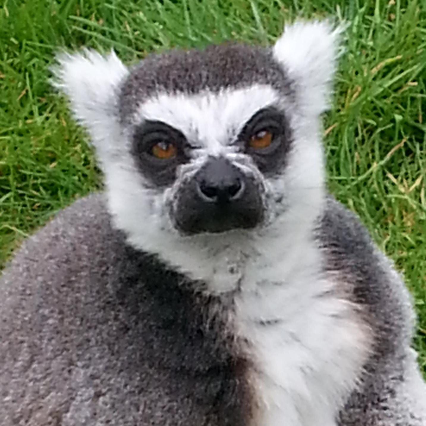 Deskzombie's profile picture. Powered by stupid, fuelled by Caffeine.