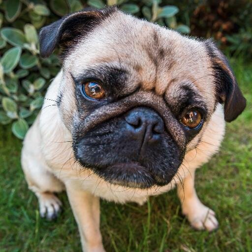 Living and working in London; passions are travelling, photography and Pugs!