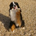 Sandra Hallam - @pawcrazy1 - Twitter