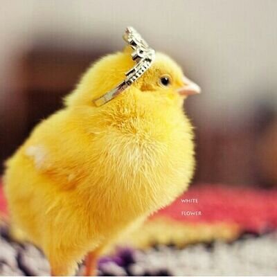 ‏‏‏‏‏‏ماتت وهي سآجدهہَ ، ربيّ آجعل هذهِہَ آلعبارهہَ يٌختم بہَآإ آسمي ♡
 تواجدي في تويتر لآ يعني سلعه للتعارف فأنا تربيت علی يد رجل لن اخذله يوماً [الخاص ممنوع]