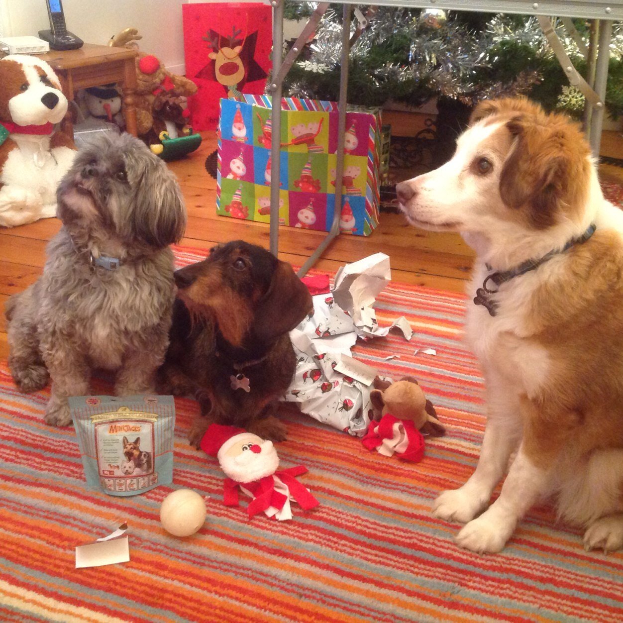 Kelmahdorlie's profile picture. Retired social worker. Has three Romanian rescue dogs.