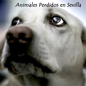 Difusión de Animales Perdidos y Encontrados en Sevilla y provincia. Búscanos en Facebook. 
No atendemos por Twitter