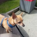 Jackie Devore - @Pez1862Devore - Twitter