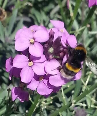 DilemmaLloyd's profile picture. 