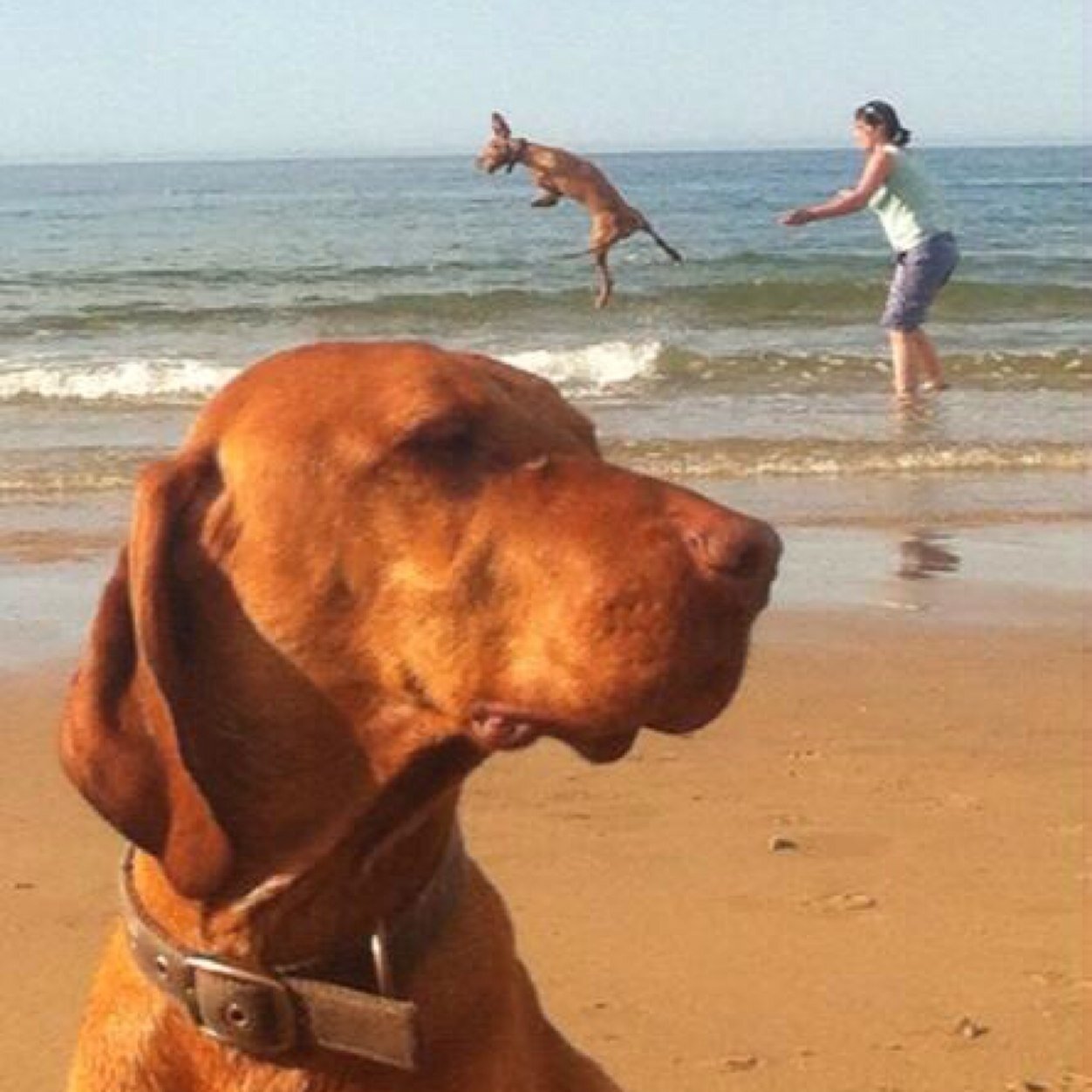 We are Poppy & Ozkar, two happy vizslas living in Norfolk.