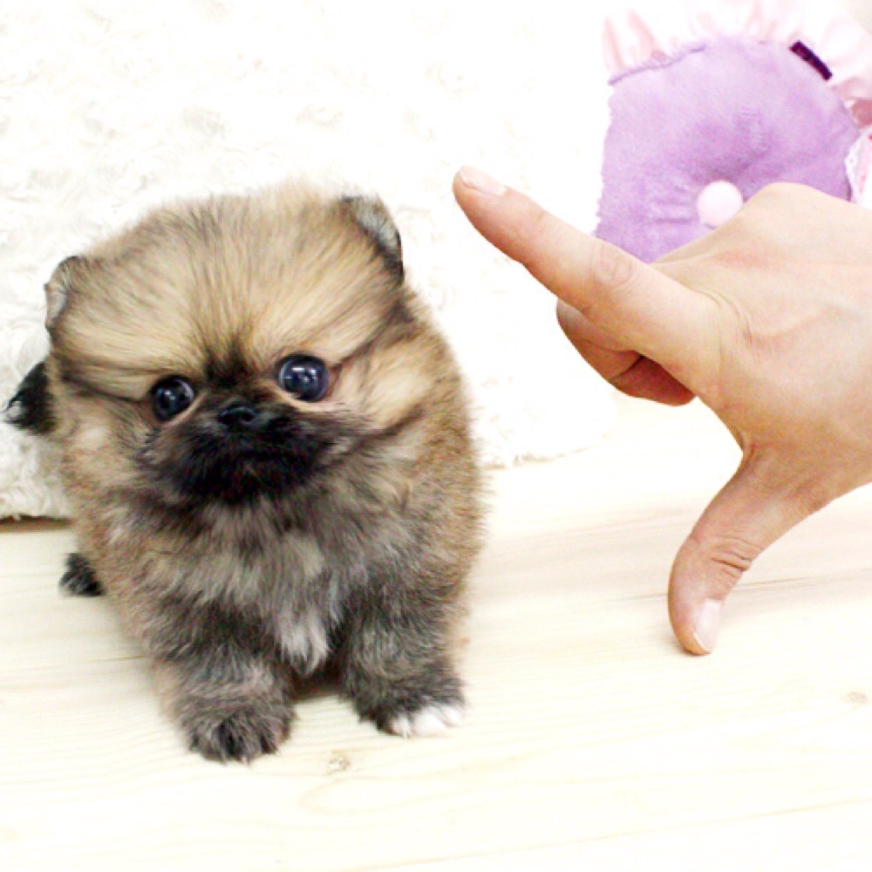 SuchCuteness's profile picture. Always follow back! Follow for cute animals pictures daily!