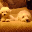 ︽✵︽ Hannah Setser ︽✵︽ - @MrsLovett92 - Twitter