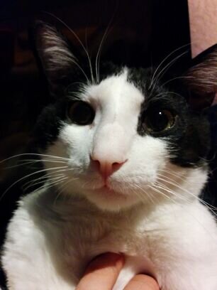 Ruffyto's profile picture. 