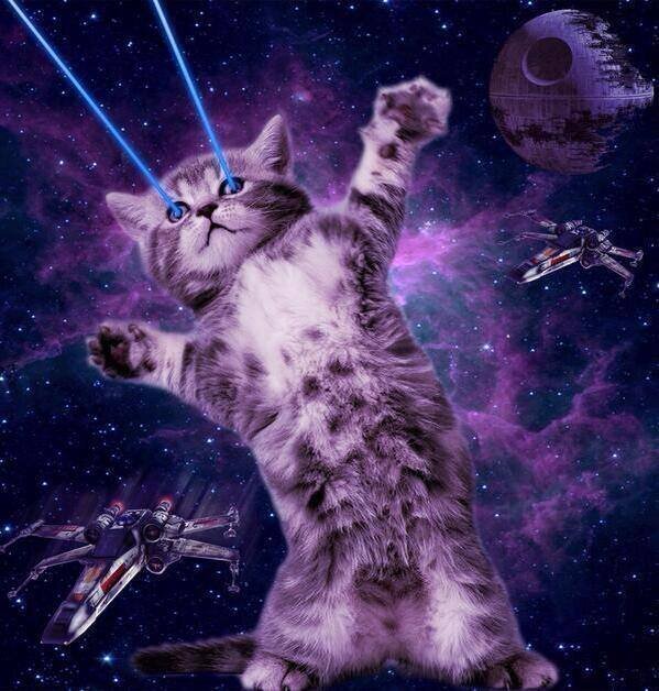 Soy un gatito latino :3