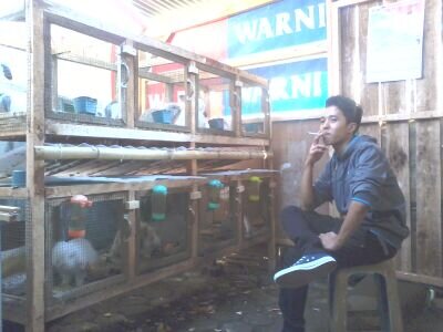 Peternakan Kelinci Jenis FL ( Fuji Love ) JL.Cibarengkok No 06 Rt09/04 Kel:Sukabungah Kec:Sukajadi BANDUNG Pin bb 743bb49E CS/ 087823385656/ 087824977505