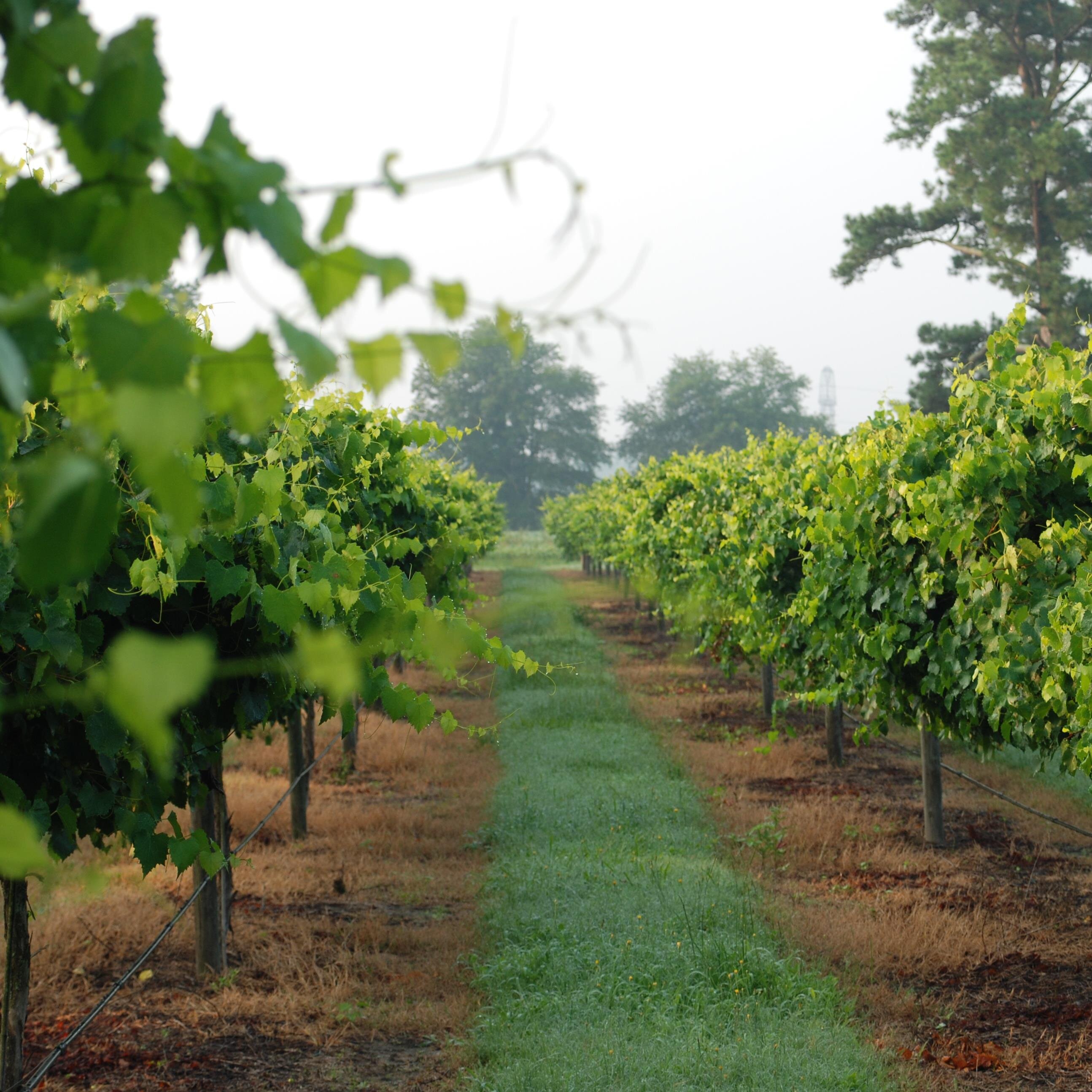 Proud owner of Cypress Bend Vineyards