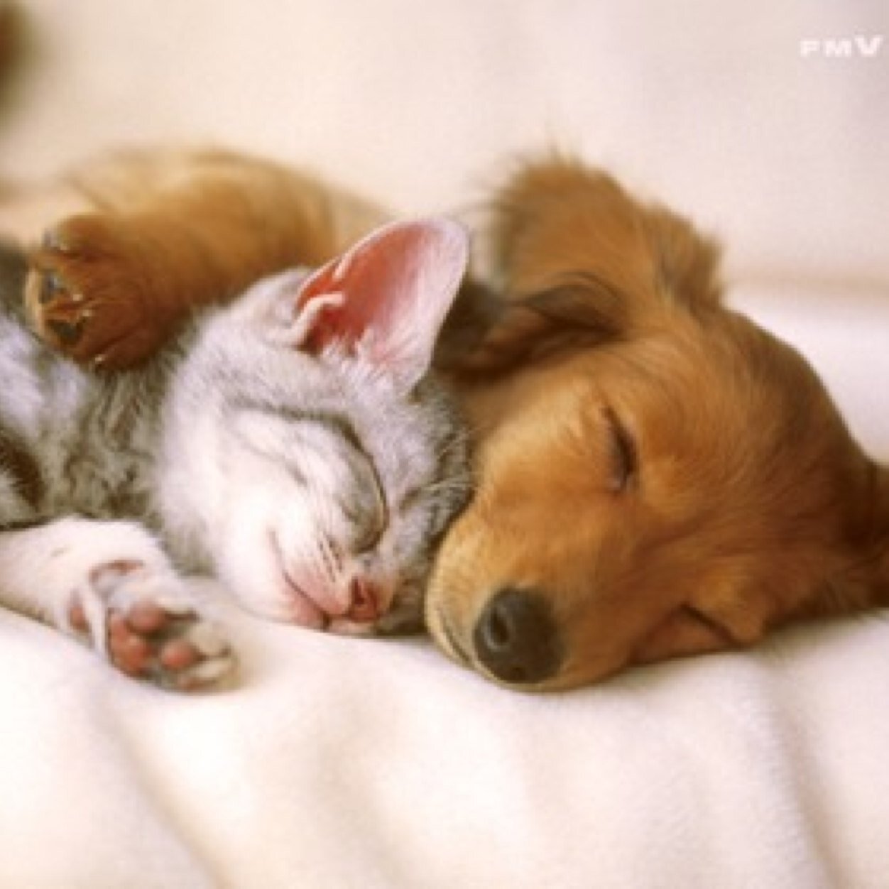 Hi my name is isra and i am obsessed with animals and cats!!(are my fav)