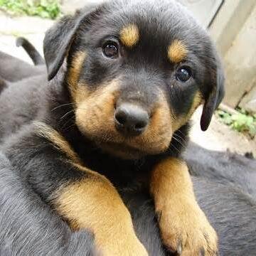 AwxrenessAnimal's profile picture. Hi im just a normal person here to share Awareness Of Animal Abuse