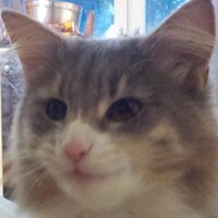Ikke klikk (@ikkeklikk) 's Twitter Profile