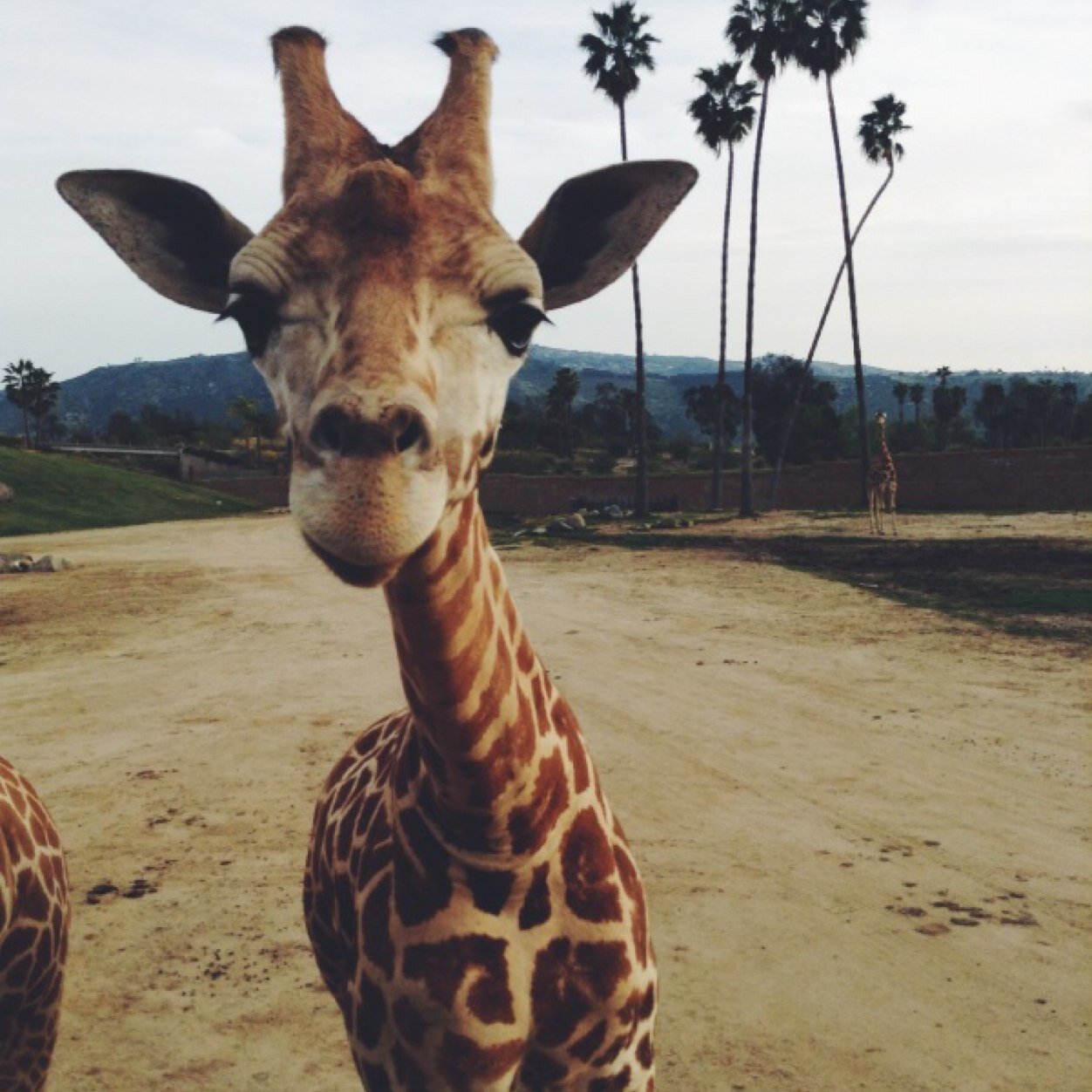 frazzledKM's profile picture. I like giraffes, hot men, and funny people.